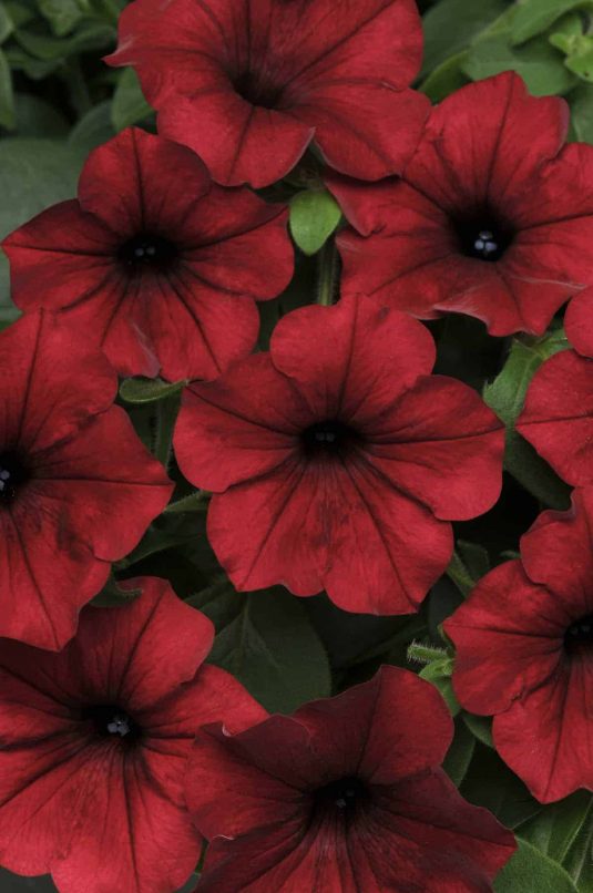 'Tidal Wave Red Velour’ petunias